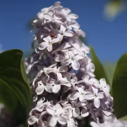 Trädgårdsgödsel Spira