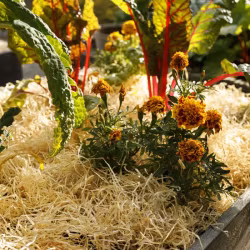 Träull för Trädgården