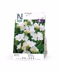 Freesia, Dubbel, vit