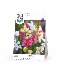 Ixia mix