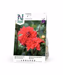 Dahlia Låg dek. Heatwave, röd
