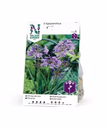 Afrikas blå lilja, Agapanthus