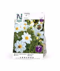 Dahlia Låg enkel, Sneezy, vit