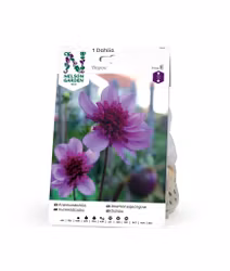 Dahlia Hög anemon, Bayou, lavendel