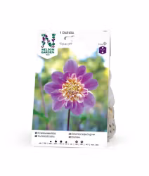 Dahlia Hög Anemon, Take off