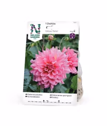 Dahlia Hög dek. Ottos Thrill