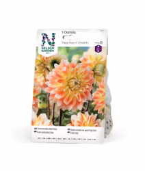 Dahlia Hög dek. Peaches n' Cream