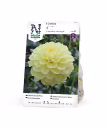 Dahlia Hög dek. Caramel Antique