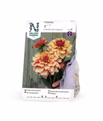 Dahlia Hög dek. Cream de Cognac