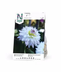 Dahlia Låg dek. Crazy Love, vit/rosa