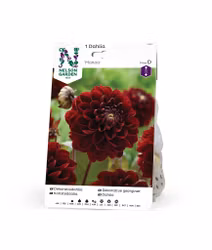 Dahlia Hög dek, Manoa, mörkröd