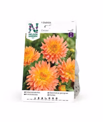 Dahlia Låg dek. Extase, rosagul