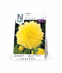 Dahlia Hög dek. Kelvin Floodlight, gul