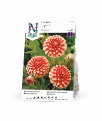 Dahlia Låg dek. Musette, röd m vit spets