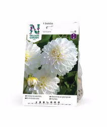 Dahlia Låg dek. Wittem, vit/ljuslila