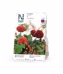Dahlia High pompon, Copperboy