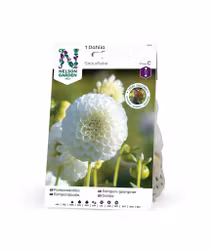 Dahlia Hög pompon, Snowflake, vit