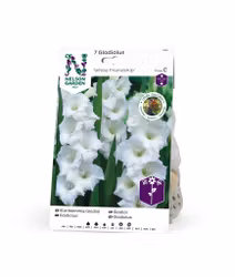 Gladiol, Storblom. White Friendship, vit