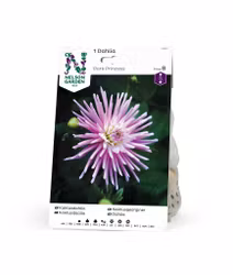 Dahlia Low kage. Park Princess, lyserød