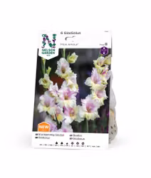 Gladiol, Storblom. Mon Amour, rosavit