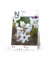 Ixia, Giant