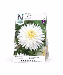 Dahlia Hög kakt. My Love, vit