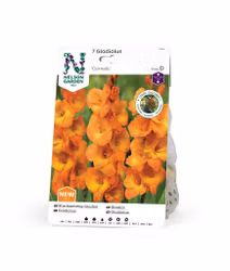 Gladiol, Storblom. Cornelli, Orange