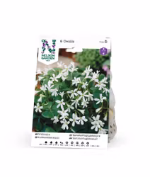 Snöoxalis, Oxalis tr. ssp.papilionacea