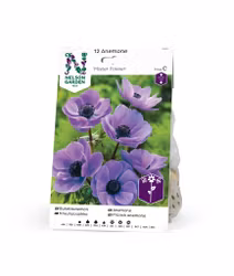 Anemon, Bukett-, enkel, Mr Fokker, blå