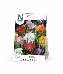 Freesia, Enkel, bland. färger