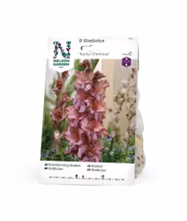 Gladiol, Storblom. Rusty Chestnut