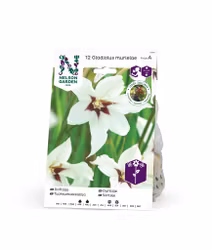 Doftlilja, Gladiolus murielae, vit