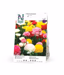 Ranunkel, Ranunculus, bland. färger