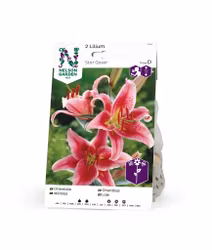 Lilja orient, Stargazer