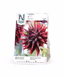 Dahlia Hög kakt. RIP City