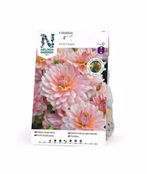 Dahlia Låg näckros, Pink Magic