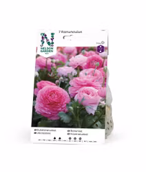 Ranunkel, Ranunculus, rosa