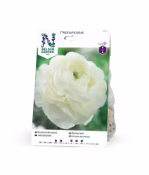 Ranunkel, Ranunculus, vit