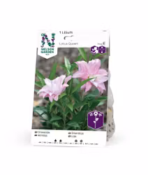 Lilja orient, dubbel, Lotus Queen, rosa