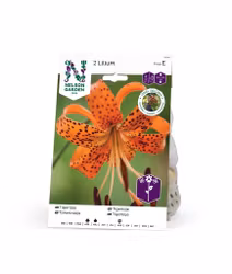 Lilja, Tiger-, lancifolium, orange