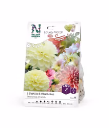 Dahlia, Gladiol, Rebecka's Dream LM