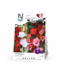 Gladiolus, Romantica, Ihana Yhdistelmä