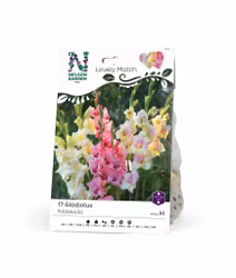 Gladiolus, Fiddekulla, Lovely Match