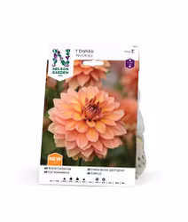 Dahlia Hög Näckros, Nicholas, Orange