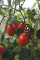 Tomat, Hög, Monterrey F1, Organic