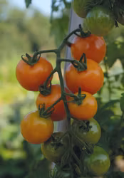 Tomat, Hög, Merrygold F1