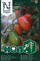 Tomat, Hög, Ravello F1