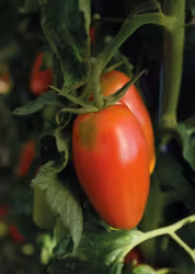 Tomat, Hög, Agro F1