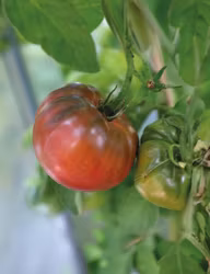 Tomat, Hög, Noire de Crimée