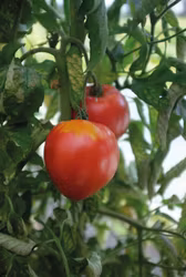 Tomat, Hög, Coeur de Boeuf